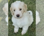 Puppy Gabby Goldendoodle