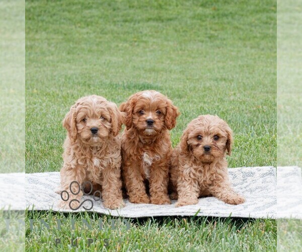 Medium Photo #2 Cavapoo Puppy For Sale in NARVON, PA, USA