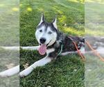 Small #1 Siberian Husky