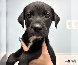 Medium Labrador Retriever-Retriever  Mix