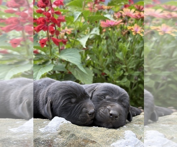 Medium Photo #4 Labrador Retriever Puppy For Sale in COON VALLEY, WI, USA