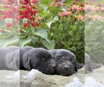 Small #3 Labrador Retriever