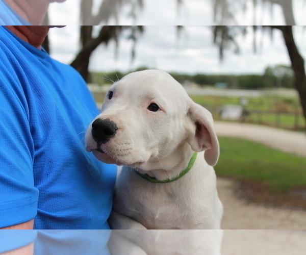 Medium Photo #1 Dogo Argentino Puppy For Sale in WESLEY CHAPEL, FL, USA