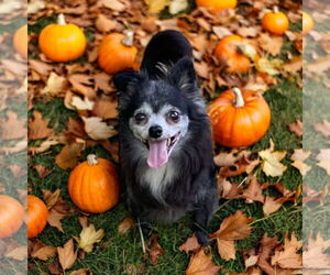 Chihuahua Dogs for adoption in Lexington, SC, USA