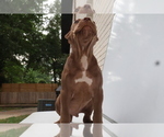 Small #4 American Bully