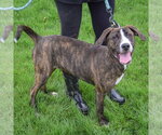 Small #6 Boxer-Plott Hound Mix
