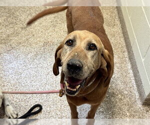 Bloodhound-Unknown Mix Dogs for adoption in Pueblo, CO, USA