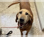 Small Bloodhound Mix