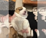 Small #11 Pembroke Welsh Corgi