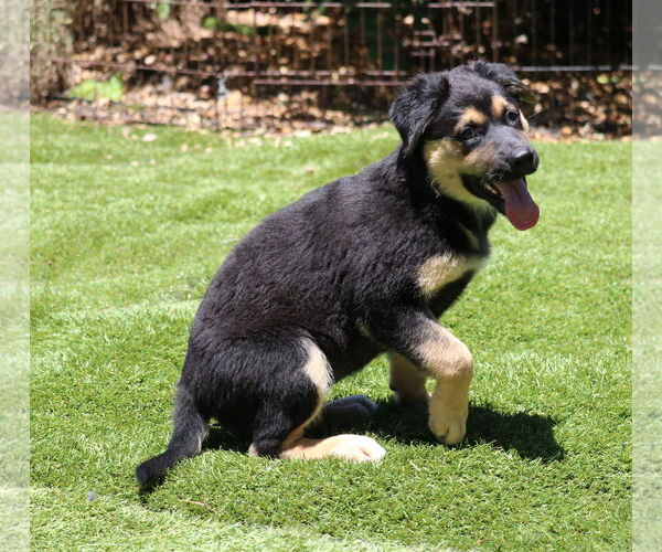 Medium Photo #5 German Shepherd Dog-Unknown Mix Puppy For Sale in San Diego, CA, USA
