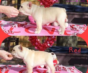 French Bulldog Puppy for sale in THE WOODLANDS, TX, USA