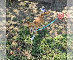 Chihuahua-Unknown Mix Dogs for adoption in Metairie, LA, USA