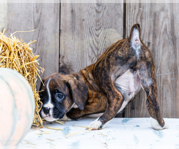 Medium Photo #3 Boxer Puppy For Sale in WAKARUSA, IN, USA
