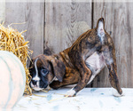 Small #2 Boxer