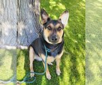Small Photo #1 Australian Shepherd-German Shepherd Dog Mix Puppy For Sale in Phoenix, AZ, USA