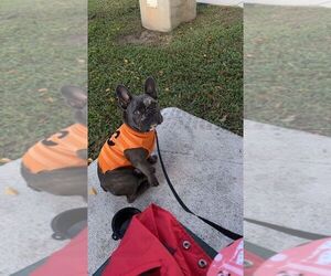 French Bulldog Puppy for sale in NEW YORK, NY, USA