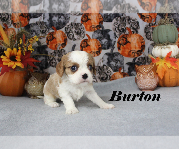 Medium Photo #13 Cavalier King Charles Spaniel Puppy For Sale in CHANUTE, KS, USA