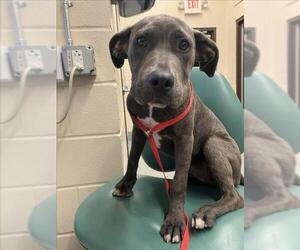 American Pit Bull Terrier-Unknown Mix Dogs for adoption in Corpus Christi, TX, USA