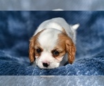 Small #4 Cavalier King Charles Spaniel