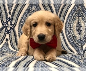 Golden Retriever Puppy for sale in LAKELAND, FL, USA