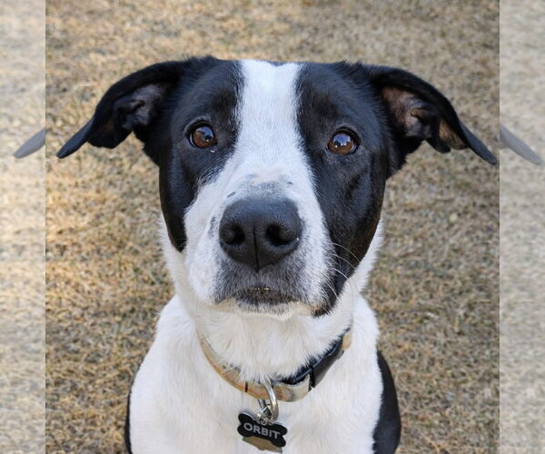 Medium Photo #1 Border Collie-Unknown Mix Puppy For Sale in Laramie, WY, USA
