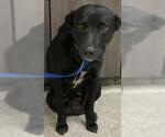 Small Labrador Retriever Mix