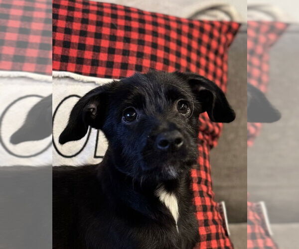 Medium Photo #1 Mutt Puppy For Sale in San Diego, CA, USA