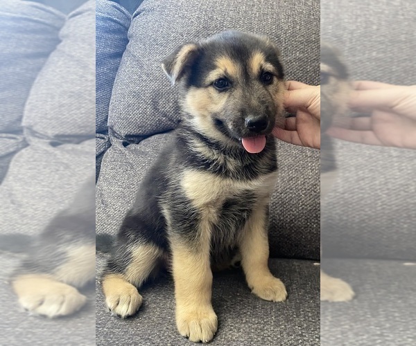 Medium Photo #4 German Shepherd Dog Puppy For Sale in YUCCA VALLEY, CA, USA