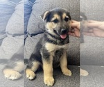 Small #3 German Shepherd Dog