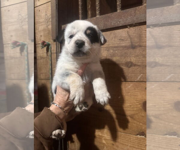 Medium Photo #1 Australian Shepherd-Unknown Mix Puppy For Sale in Mouth Of Wilson, VA, USA