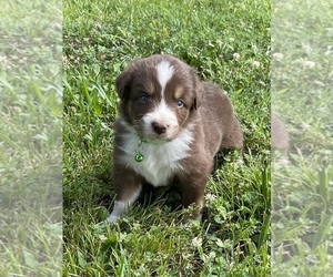 Australian Shepherd Puppy for sale in EXETER, MO, USA
