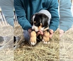 Small #1 Greater Swiss Mountain Dog