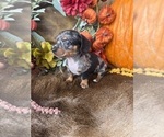 Small Photo #7 Dachshund Puppy For Sale in VALLIANT, OK, USA