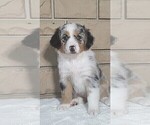 Puppy Tulip Miniature Australian Shepherd