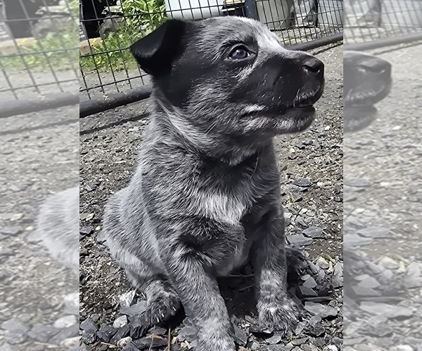 Medium Photo #4 Australian Cattle Dog Puppy For Sale in WATERBURY, VT, USA