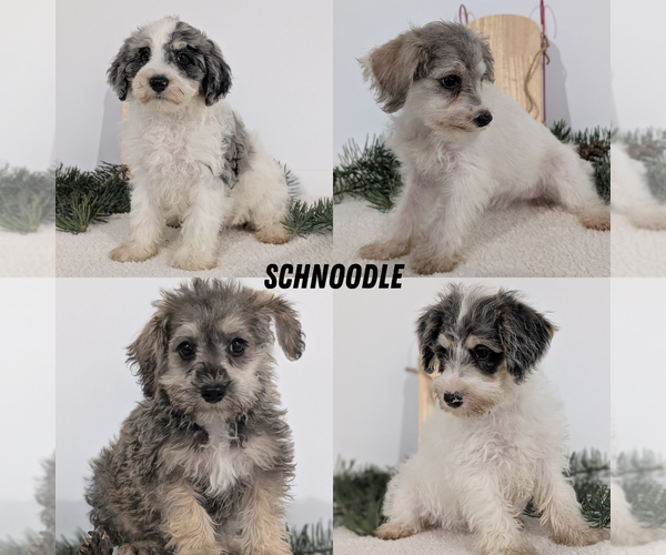 Medium Photo #40 Schnoodle (Miniature) Puppy For Sale in GOSHEN, IN, USA