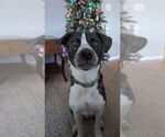 Small #7 American Pit Bull Terrier-Saint Bernard Mix