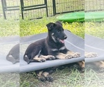 Small Photo #5 German Shepherd Dog Puppy For Sale in WEST POINT, VA, USA