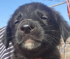 German Shepherd Dog-Golden Retriever Mix Puppy for sale in MODESTO, CA, USA
