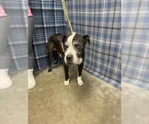 Bulloxer Dogs for adoption in Rosenberg, TX, USA