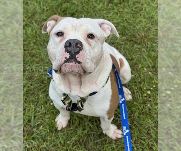 Medium Photo #1 American Bulldog Puppy For Sale in Fort Lauderdale, FL, USA