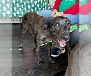 Catahoula Leopard Dog-Labrador Retriever Mix Dogs for adoption in GILBERTS, IL, USA