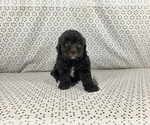 Puppy Kenny Goldendoodle-Poodle (Toy) Mix