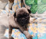 Small #2 Pug