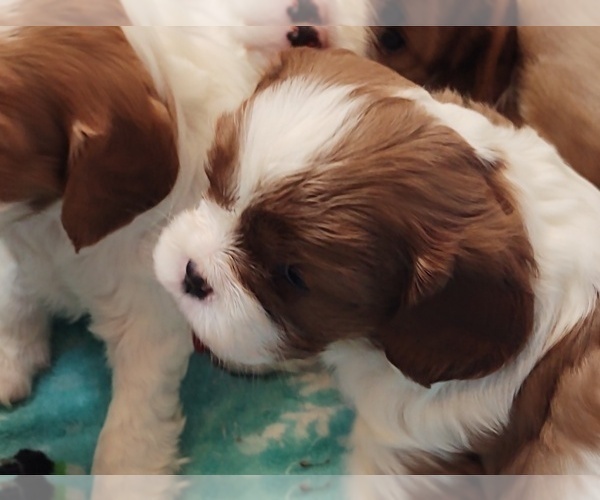 Full screen Photo #2 Cavalier King Charles Spaniel Puppy For Sale in PORT ORCHARD, WA, USA