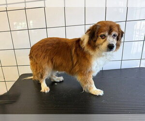 Dachshund-Unknown Mix Dogs for adoption in Downey, CA, USA
