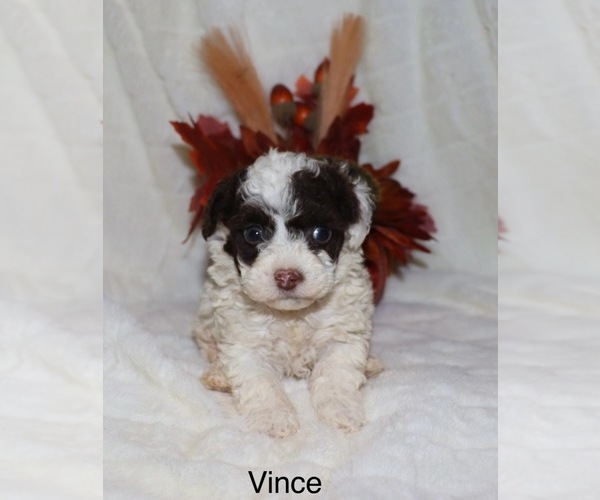 Medium Photo #1 Poodle (Toy) Puppy For Sale in LOVELY, KY, USA