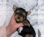 Small Photo #5 Yorkshire Terrier Puppy For Sale in SANDY HOOK, KY, USA