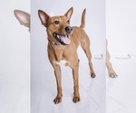 Small #7 Labrador Retriever Mix