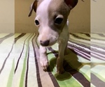 Small Photo #2 Italian Greyhound Puppy For Sale in BROOKLYN, NY, USA